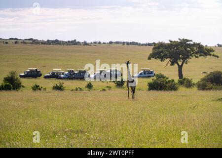 Group of safari vehiles with giraffe in the Maasai Mara in Kenya Stock Photo