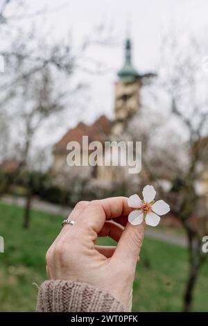 Older woman's hand touching pink blossoms of almond trees in spring Stock Photo