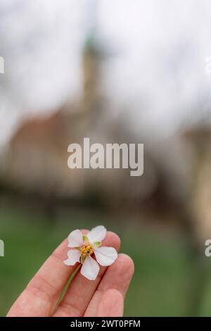woman's hand touching pink flower of fruit trees in spring Stock Photo