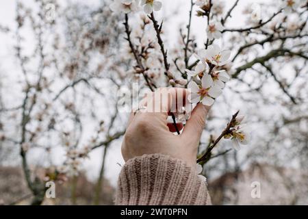 Older woman's hand touching white blossoms of fruit trees in spring Stock Photo