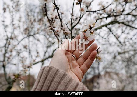 Older woman's hand touching white blossoms of fruit trees in spring Stock Photo