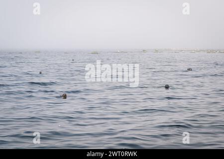 Foggy morning in the grey seal colony. A grey seal (Halichoerus grypus) colony on a rocky shoal in the Baltic. Stock Photo