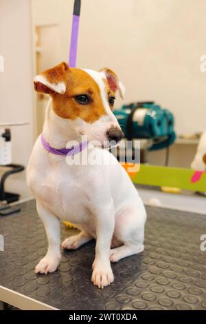 Jack Russell Terrier being groomed Stock Photo