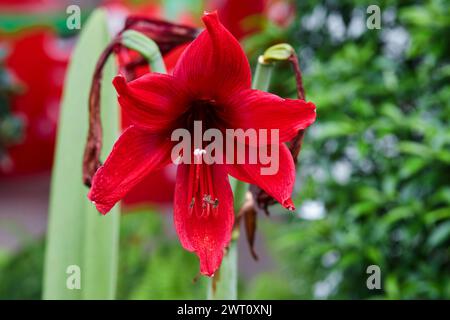Close-up of red Amaryllis in bloom Stock Photo