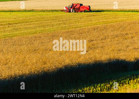 A combine harvester busy at work in a vast wheat field, maneuvering through the golden crop under the clear sky. Stock Photo