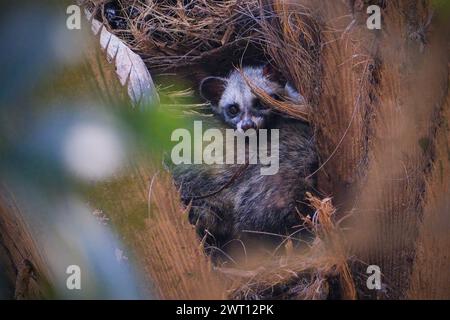 Masked palm civet or Paguma larvata Stock Photo