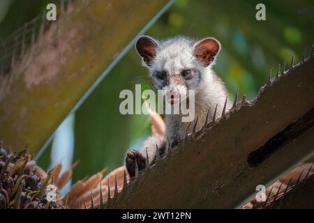 Masked palm civet or Paguma larvata Stock Photo