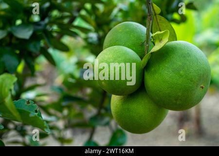 Jambura is one of the most nutritious fruits found in our country. Jambura, Pomelo, and Citrus maxima, and fragrant nutritious, versatile, delicious, Stock Photo