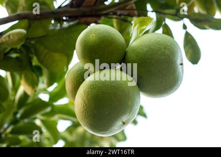 Jambura, Pomelo, and Citrus maxima, and fragrant nutritious, versatile, delicious, and healthy citrus fruits that are high in vitamins, and minerals a Stock Photo