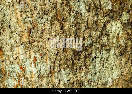 The skin is very bumpy, and uneven and has a lot of bark. skin, Striped ...