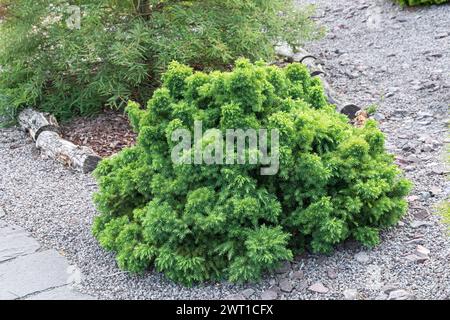 Japanese cedar (Cryptomeria japonica 'Monstrosa', Cryptomeria japonica Monstrosa), habitus of cultivar Monstrosa, Europe, Bundesrepublik Deutschland Stock Photo