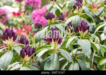 rhododendron (Rhododendron 'Purpureum Elegans', Rhododendron Purpureum Elegans), in bud, cultivar Purpureum Elegans Stock Photo