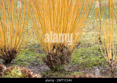 White willow (Salix alba 'Chermesina', Salix alba Chermesina), branches of cultivar Chermesina Stock Photo