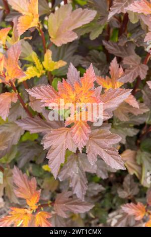 eastern ninebark (Physocarpus opulifolius 'Diable D'Or',Physocarpus opulifolius Diable D'Or), blooming, cultivar Diable D'Or Stock Photo