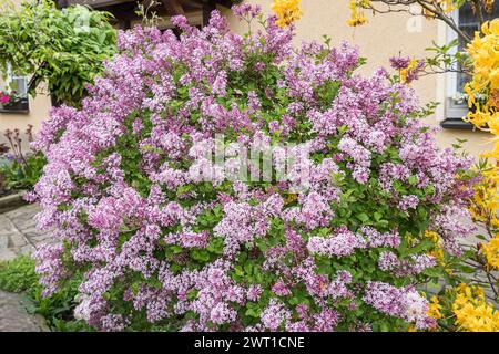 Korean Lilac (Syringa meyeri 'Palibin', Syringa meyeri Palibin), blooming, cultivar Palibin, Europe, Bundesrepublik Deutschland Stock Photo