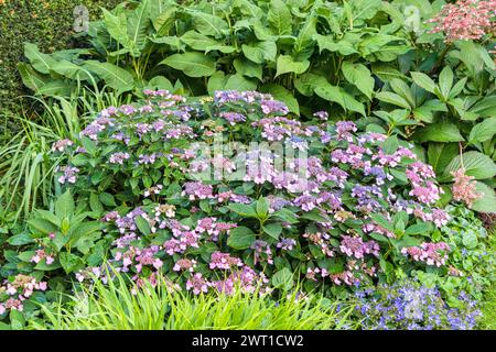 Mountain hydrangea, Tea of heaven (Hydrangea serrata var. koreana), blooming, Europe, Bundesrepublik Deutschland Stock Photo