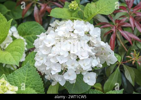 Garden hydrangea, Lace cap hydrangea (Hydrangea Endless Summer The Bride, Hydrangea The Bride Endless Summer ), blooming, cultivar The Bride Endless S Stock Photo
