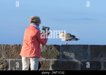 herring gull, European herring gull (Larus argentatus), older woman taking a photo of a young herring gull on a wall using her smartphone, France, Bri Stock Photo
