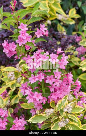 weigela (Weigela 'Styriaca', Weigela Styriaca), blooming, cultivar Styriaca with Cornus alba Spaethii Stock Photo