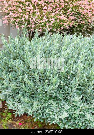Suisse willow (Salix helvetica), habit Stock Photo