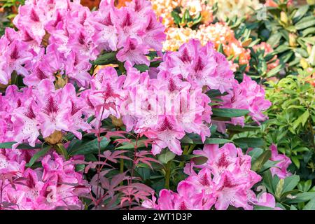 rhododendron (Rhododendron 'Cosmopolitan', Rhododendron Cosmopolitan), blooming, cultivar Cosmopolitan Stock Photo