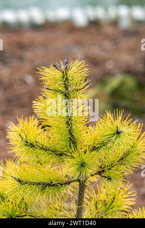 black pine, lodgepole pine, shore pine (Pinus contorta 'Chief Joseph', Pinus contorta Chief Joseph), cultivar Chief Joseph Stock Photo