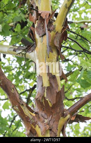 European plane, maple-leaved plane, London plane, London planetree (Platanus hispanica, Platanus x hybrida, Platanus hybrida, Platanus acerifolia), ba Stock Photo