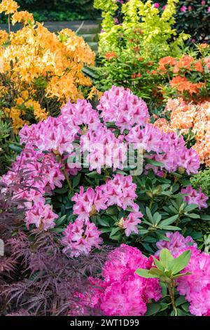 rhododendron (Rhododendron 'Cosmopolitan', Rhododendron Cosmopolitan), blooming, cultivar Cosmopolitan Stock Photo