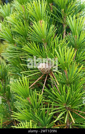 umbrella pine (Sciadopitys verticillata 'Mecki', Sciadopitys verticillata Mecki), Habitus of cultivar Mecki Stock Photo