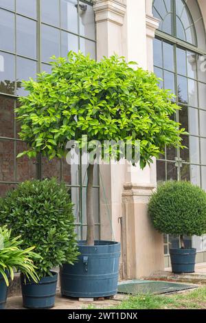 Seville orange (Citrus aurantium, Citrus x aurantium), container plant, Europe, Bundesrepublik Deutschland Stock Photo
