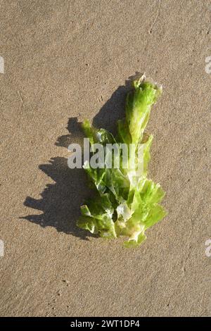 Sea lettuce (Ulva lactuca), at ebb-tide on sandy beach, The future belongs to algae, France, Brittany Stock Photo