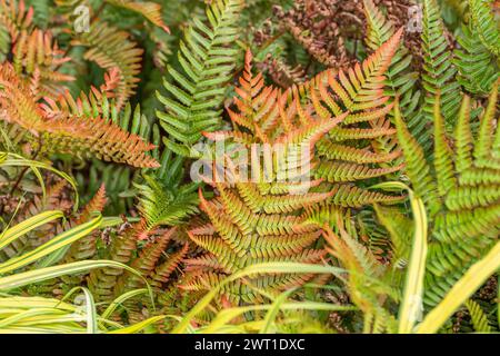 Autumn fern, Japanese shield fern (Dryopteris erythrosora var. prolifica), autumn leaves Stock Photo