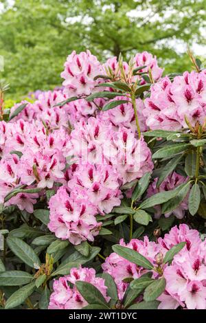 rhododendron (Rhododendron 'Herbstfreude', Rhododendron Herbstfreude