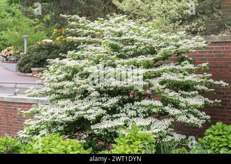 doublefile viburnum (Viburnum plicatum 'Watanabe', Viburnum plicatum Watanabe), blooming, cultivar Watanabe Stock Photo