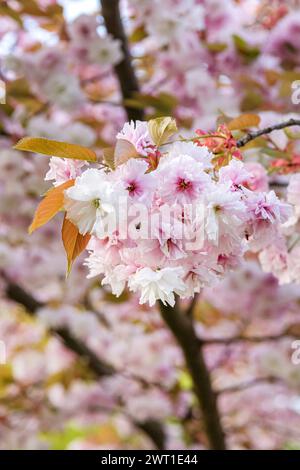 Oriental cherry, Japanese cherry (Prunus serrulata 'Fugenzo', Prunus serrulata Fugenzo), flowers of cultivar Fugenzo, Europe, Bundesrepublik Deutschla Stock Photo