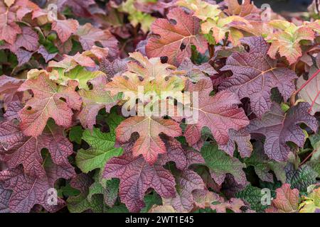 Oak-leaved hydrangea (Hydrangea quercifolia 'Ruby Slippers', Hydrangea quercifolia Ruby Slippers), leaves of cultivar Ruby Slippers Stock Photo
