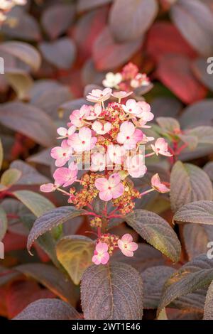 Panicle hydrangea (Hydrangea paniculata 'Little Quick Fire', Hydrangea paniculata Little Quick Fire), blooming, cultivar Little Quick Fire Stock Photo