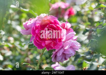 Rose (Rosa 'Princess Anne', Rosa Princess Anne), flowers of cultivar Princess Anne, Europe, Bundesrepublik Deutschland Stock Photo