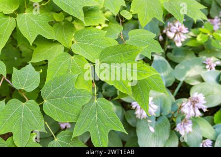 Lobed-leaf alangium (Alangium platanifolium), leavs Stock Photo