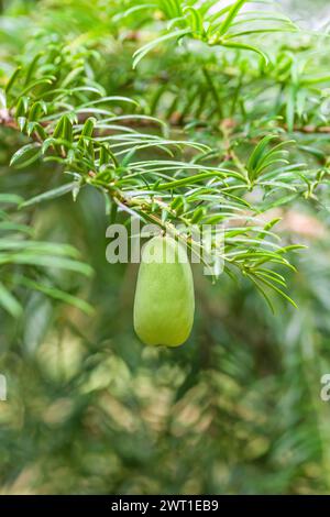 Chinese nutmeg yew, Nutmeg Yew (Torreya grandis), branch with cones Stock Photo