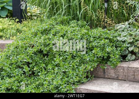 Dwarf willow (Salix x simulatrix, Salix simulatrix), habit, on stairs Stock Photo