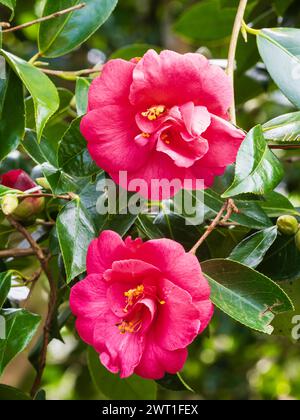 Late winter to early spring flowers of the hardy evergreen shrub, Camellia japonica 'Elegans' Stock Photo