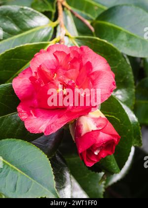 Late winter to early spring flower of the hardy evergreen shrub, Camellia japonica 'Elegans' Stock Photo