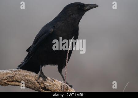Beautiful portrait of black crow perched on the trunk or branch of a tree in a landscape full of mist and fog in Spain, Europe Stock Photo