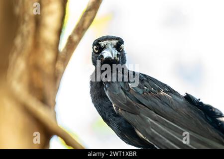 A black bird perches on a tree branch Stock Photo