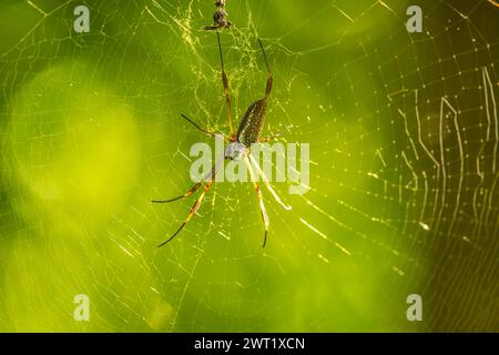 Two spiders on a web, one hanging from the other Stock Photo