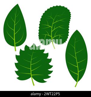 Set of four green leaves on white background. Vector illustration Stock Vector