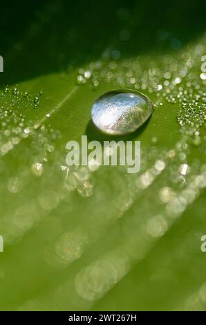 drops on the green banana leaf, purity in nature concept Stock Photo