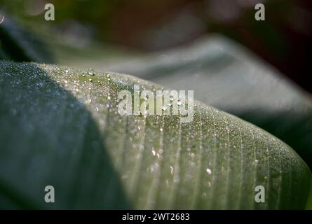 drops on the green banana leaf, purity in nature concept Stock Photo