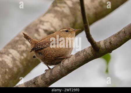 Close, side view of a wild, UK wren bird (Troglodytes troglodytes) isolated in a natural setting perching on a tree branch. Stock Photo